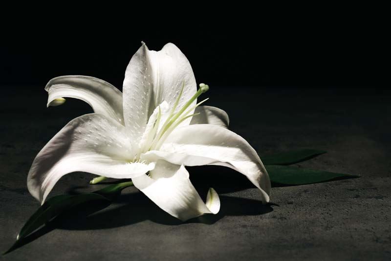 A white flower.