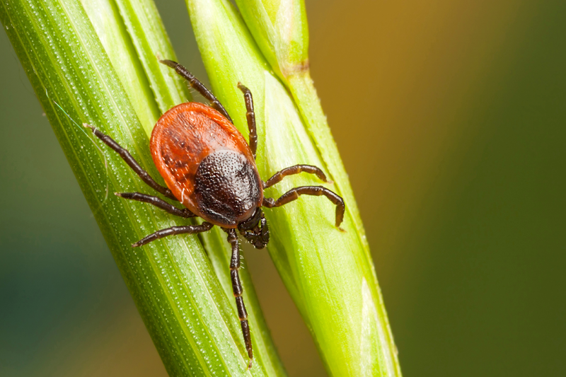 A tick on a piece of vegetation.