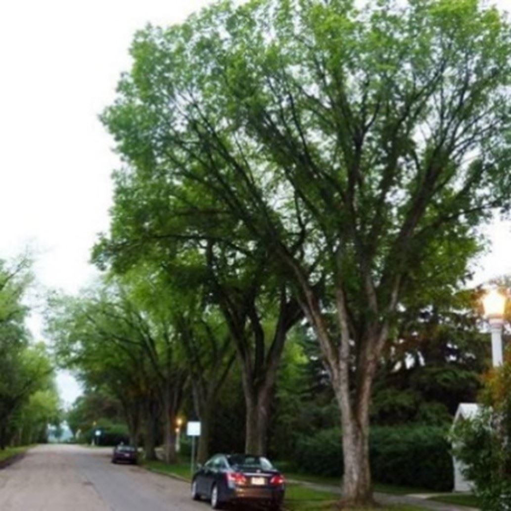 princeton-american-elm