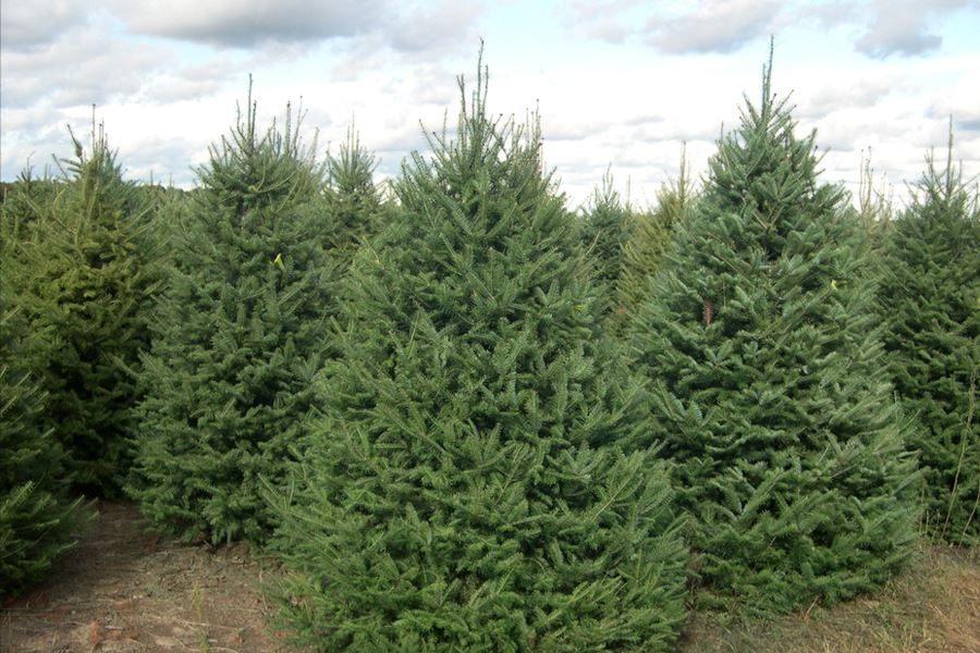 Balsam Fir