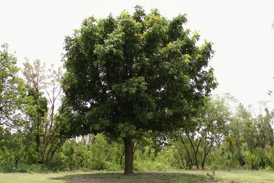 Bur Oak Tree