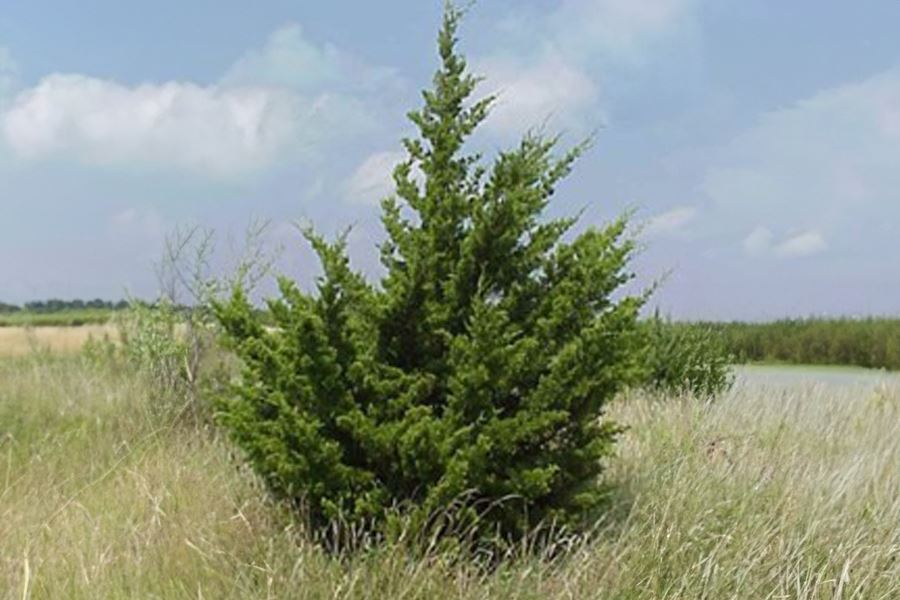 Eastern Red Cedar
