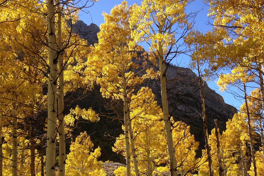 Quaking Aspen