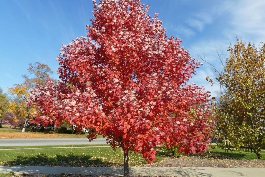Red Maple